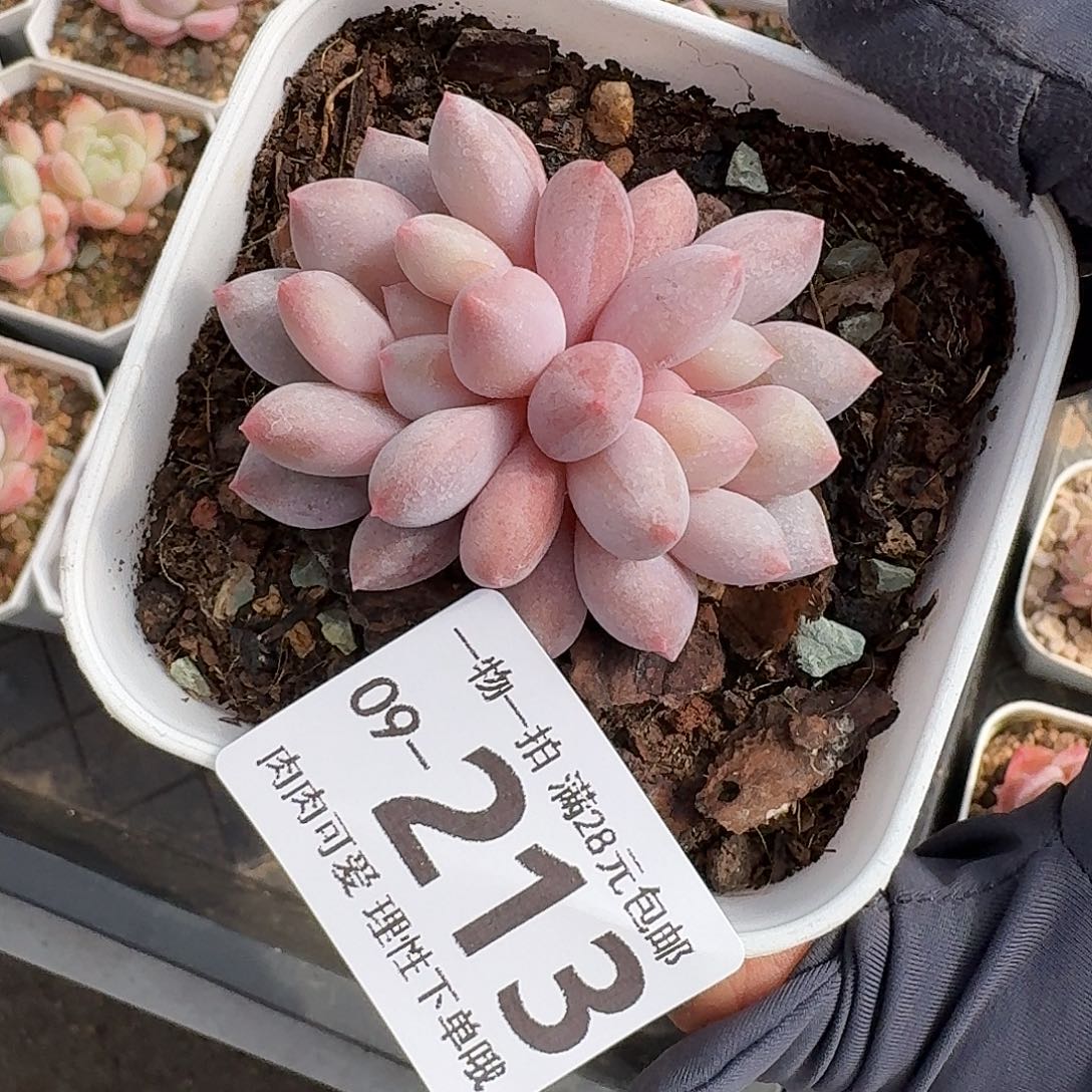 半夏无盆无发货无