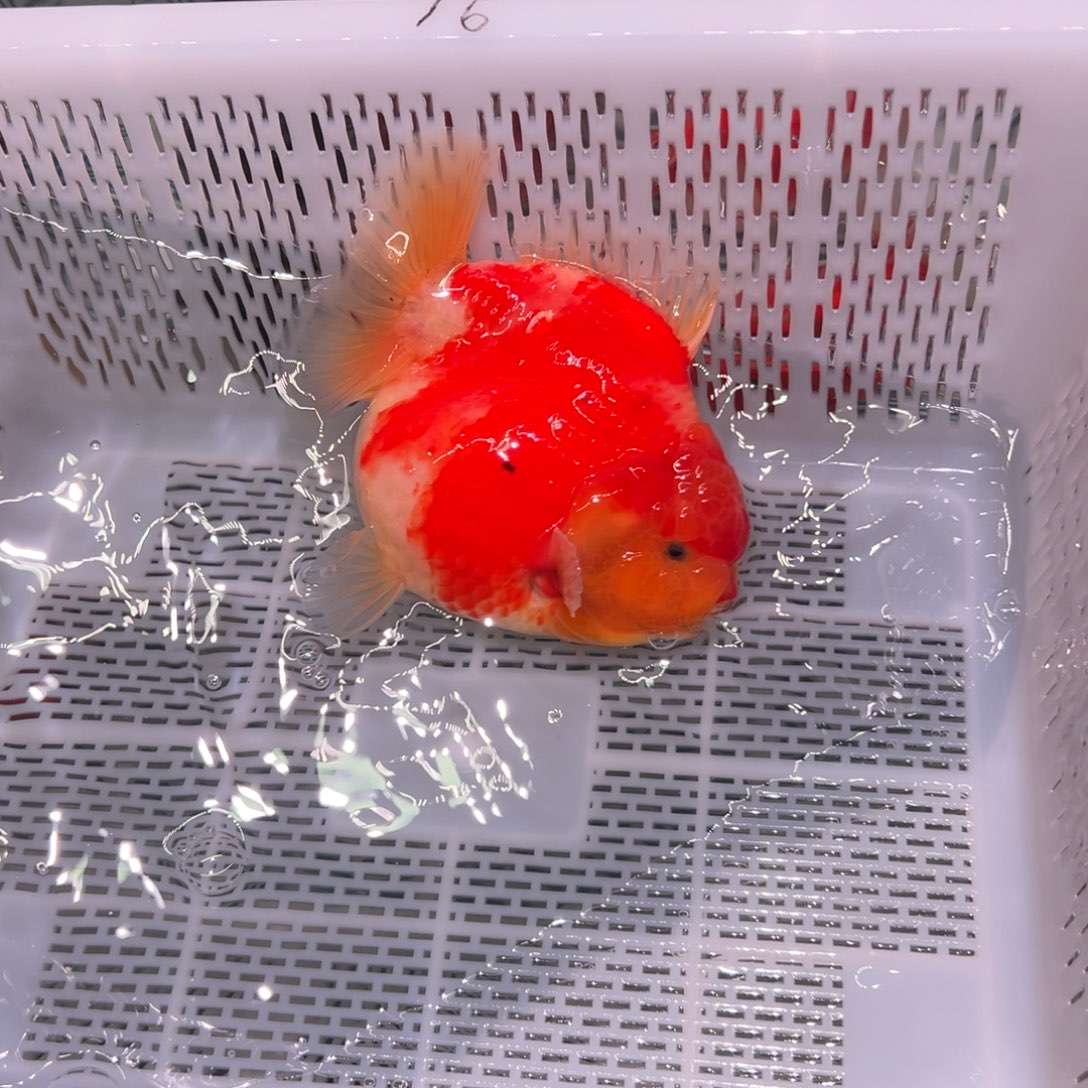 我***)金鱼你好吗我好想