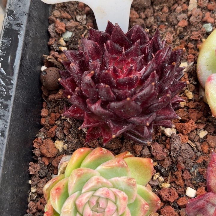 芳***芳1650多肉000000000000