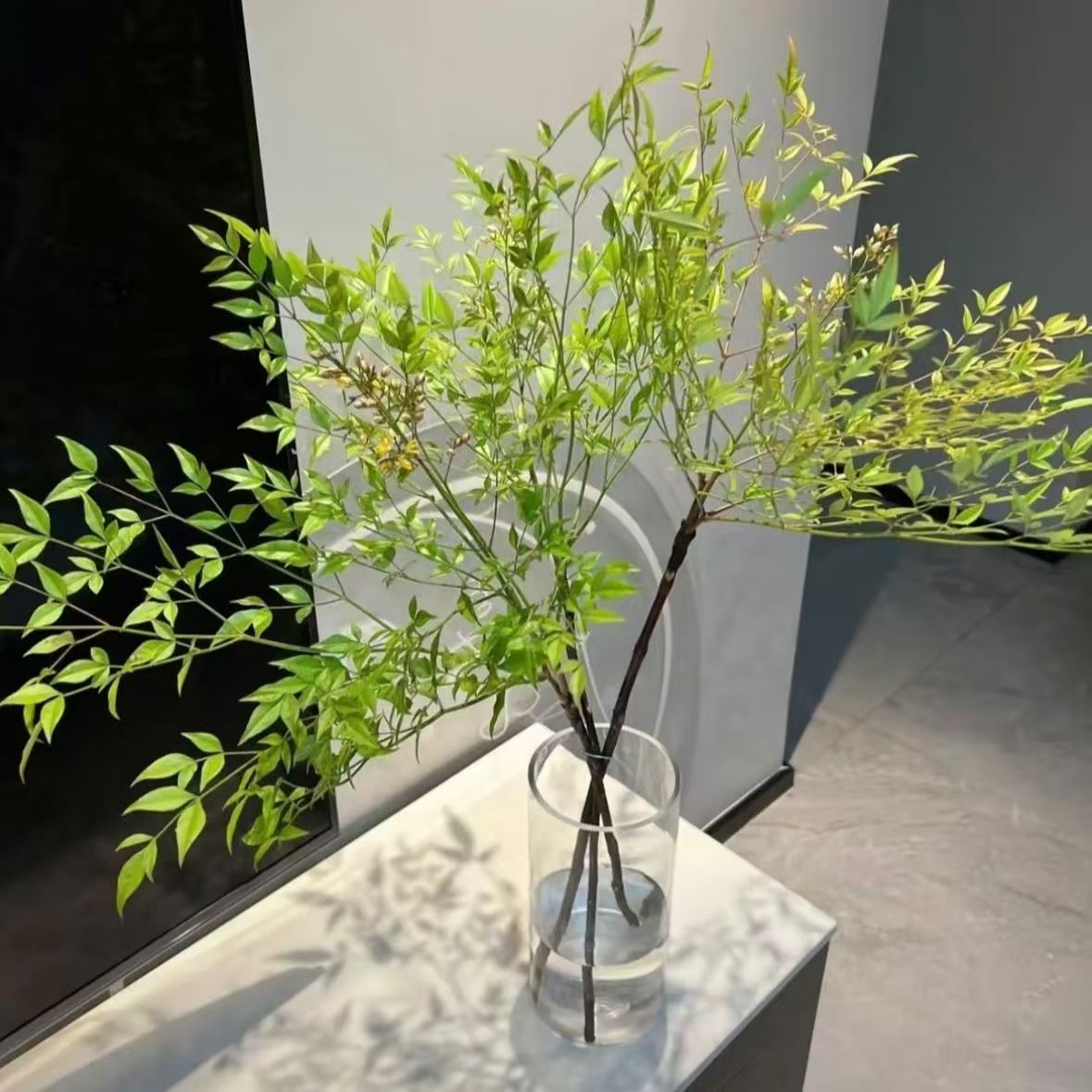 水培植物室内北欧风带根绿植桌面好养