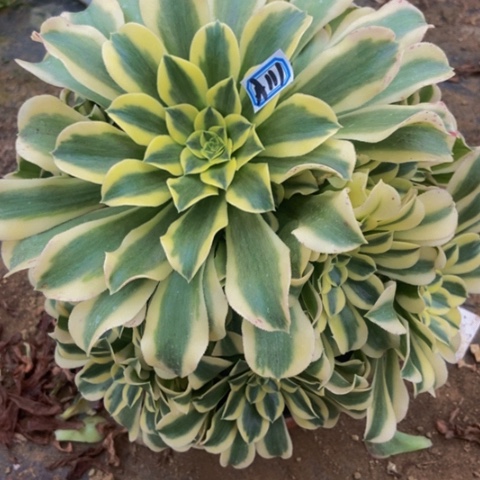 绿体美杜莎绿豆沙多肉111