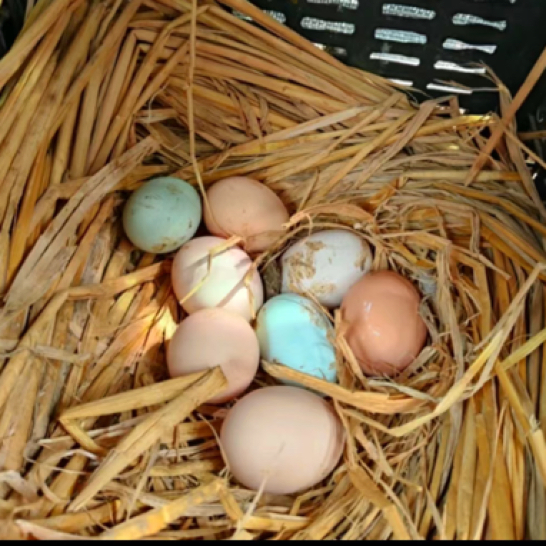 正宗土鸡蛋 农家土鸡蛋