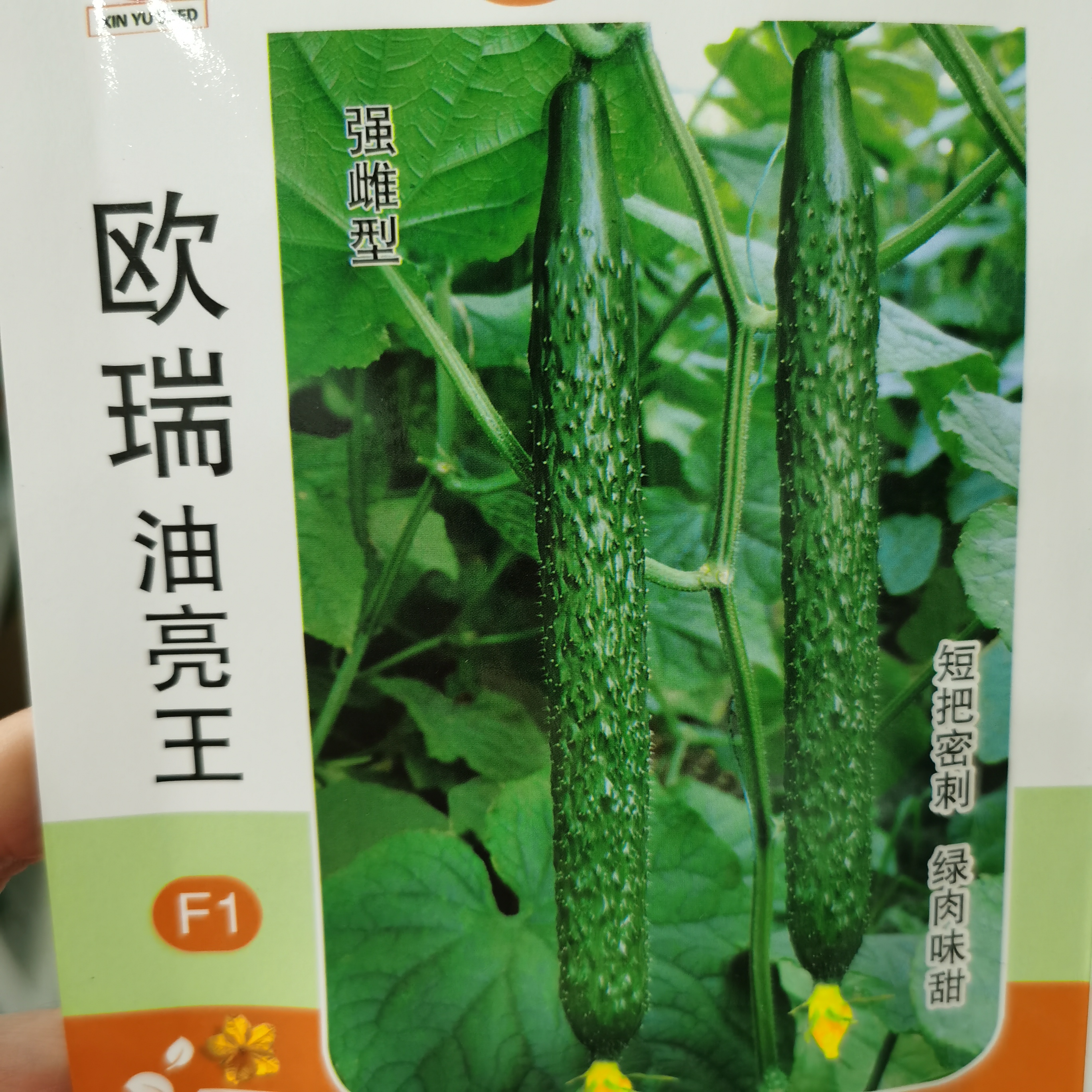 强雌欧瑞油亮王水黄瓜种子