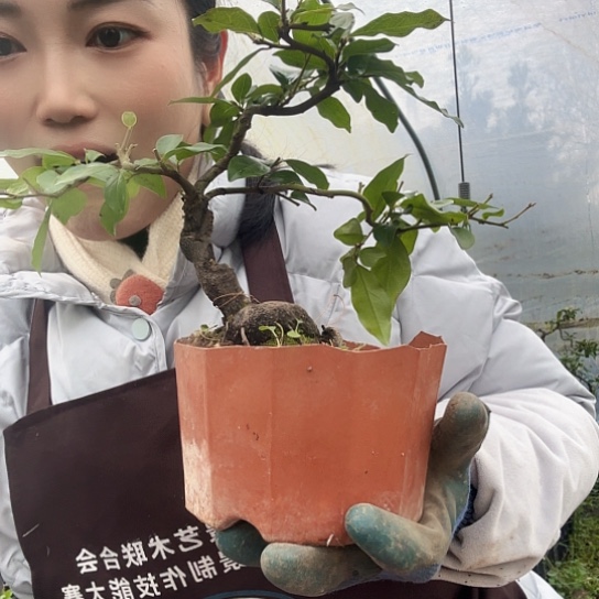 草***原无花朵金弹子一物一拍