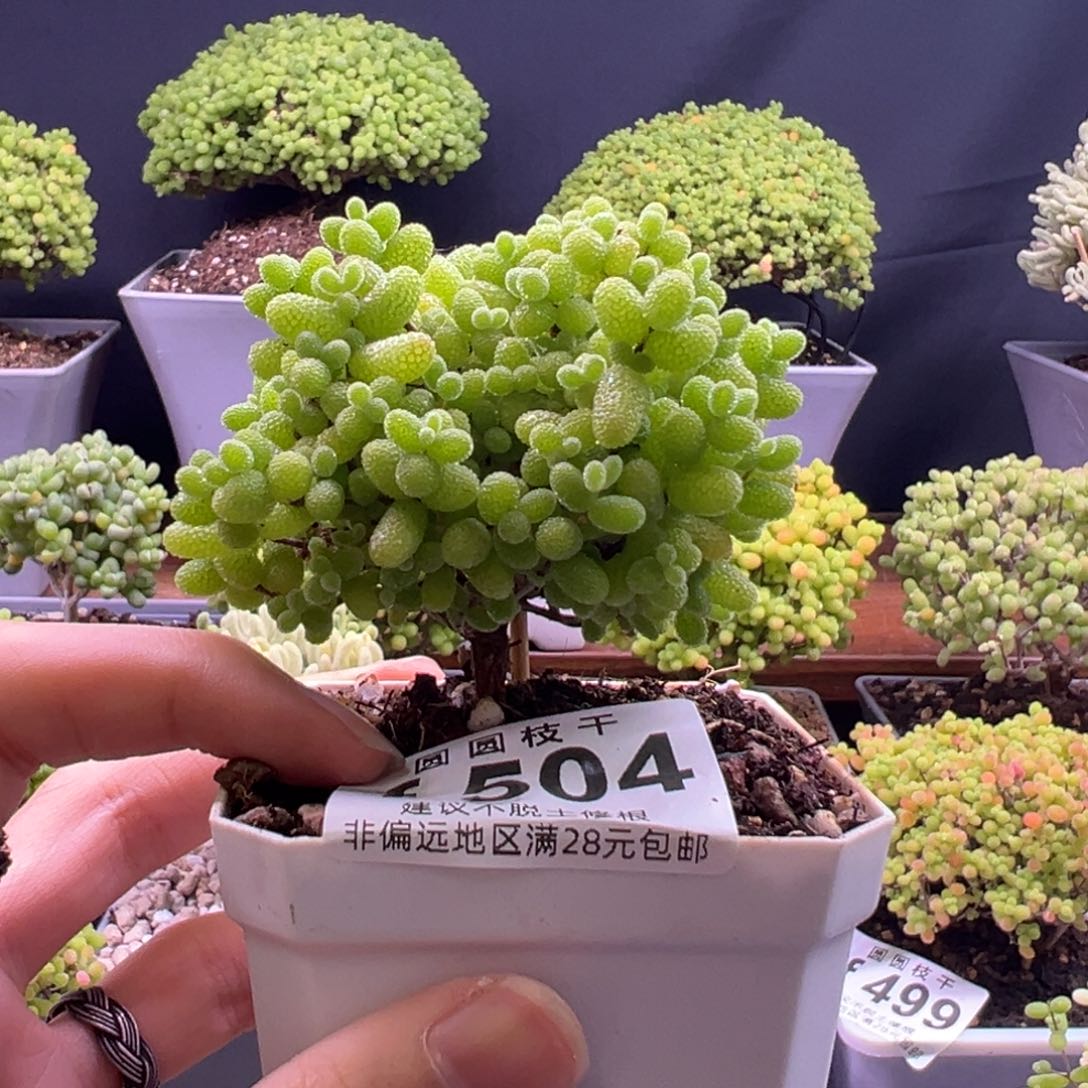 504金桔糖球一物一拍