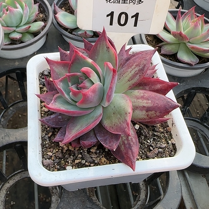 一***生101 惊鸿仙子多肉植物6-8cm