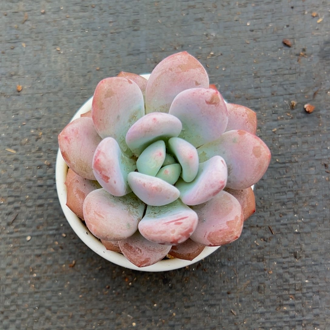 一颗美人系多肉植物