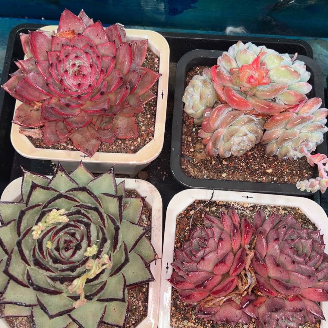 从前慢多肉精选编号0119.416