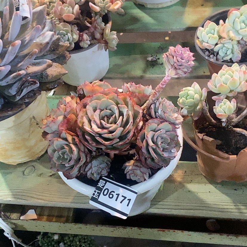 【闪购商品】奶油黄桃06171