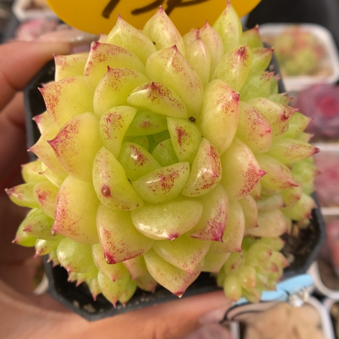 油透麦秆群生可拍934号。 