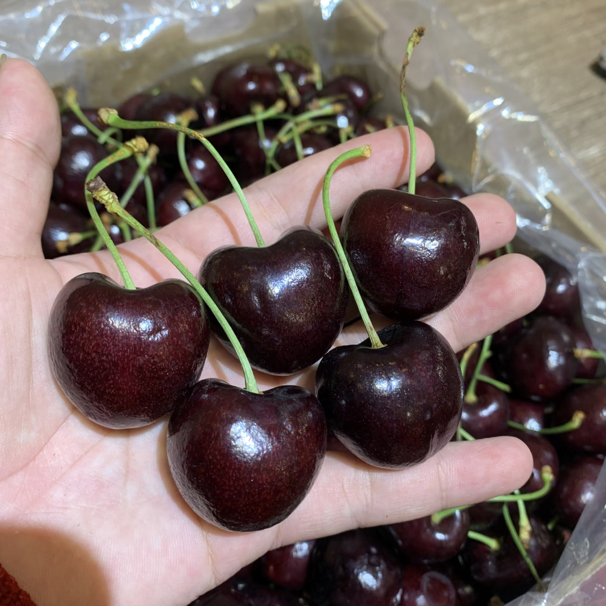 海运桑提娜车厘子JJD   500g智利