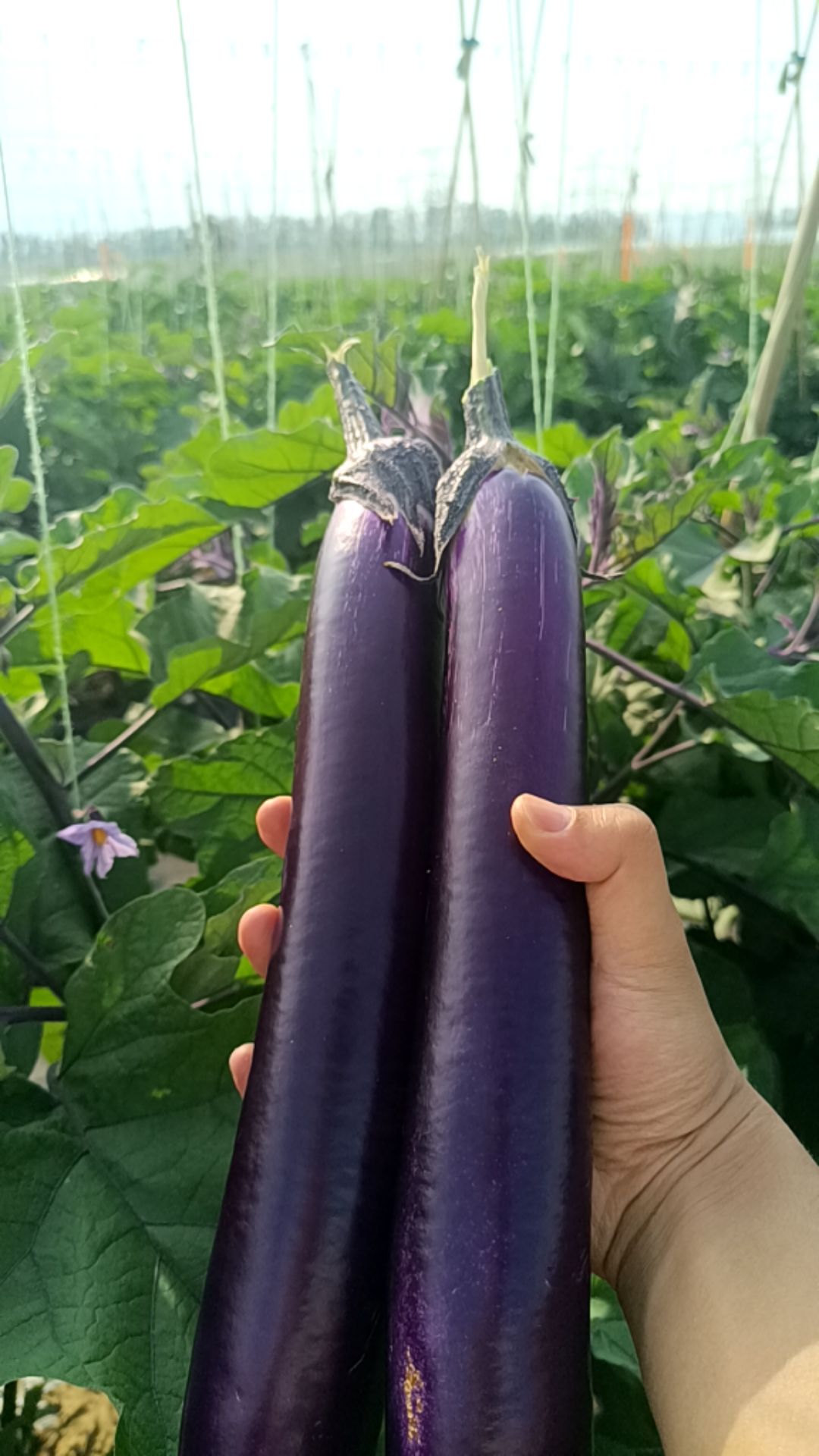 新鲜现摘长筒紫茄子大茄子大紫茄子农家露天种植味美茄子新鲜鲜香