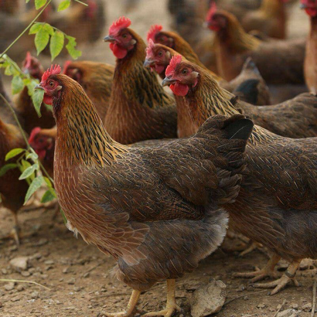 [3只] 清远200天鸡项 农家放养走地鸡土鸡