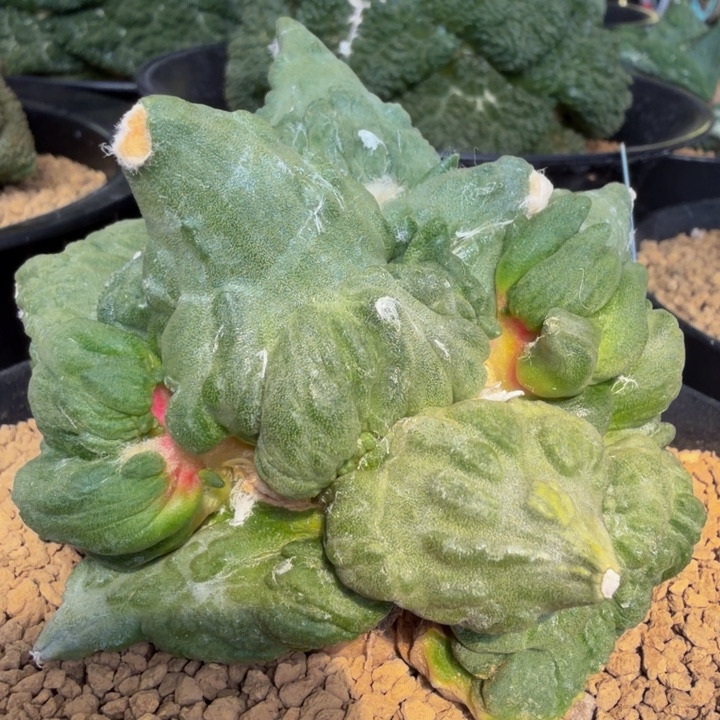 怪兽外星红血绵羊怒