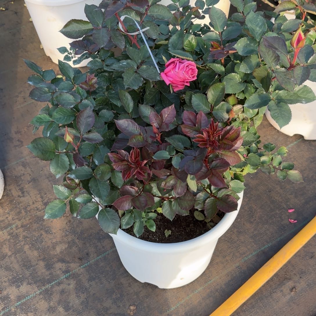 完全开放精品月季花