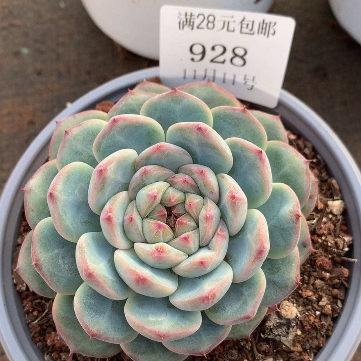 【闪购商品】云928号