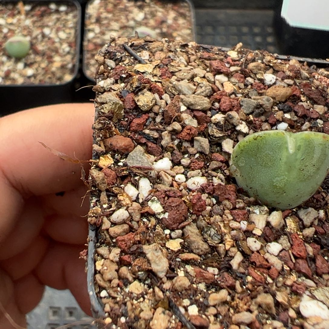 13-60大眼睛空蝉多肉植物