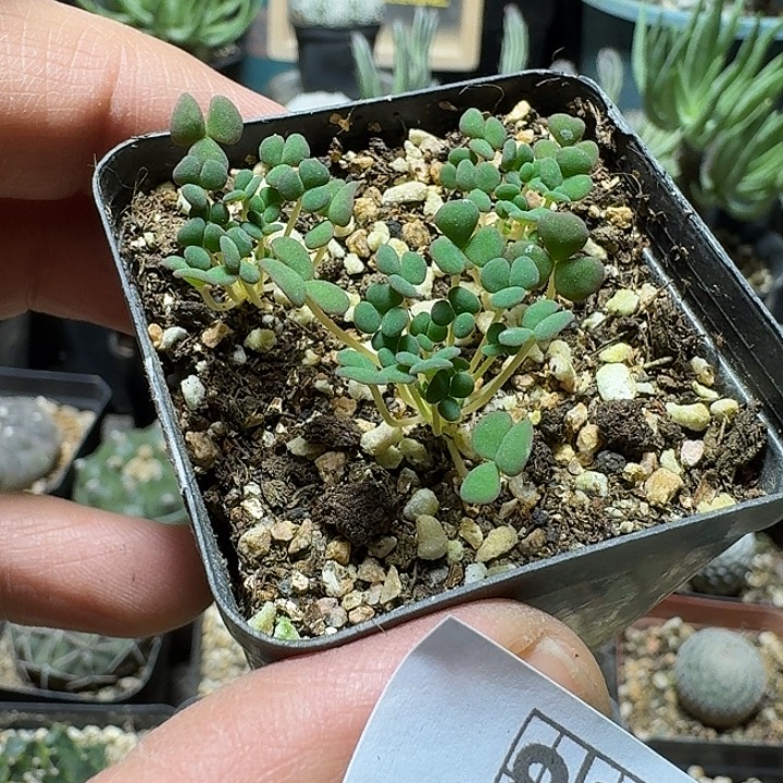 852美花肉酢带盆发货3颗一份