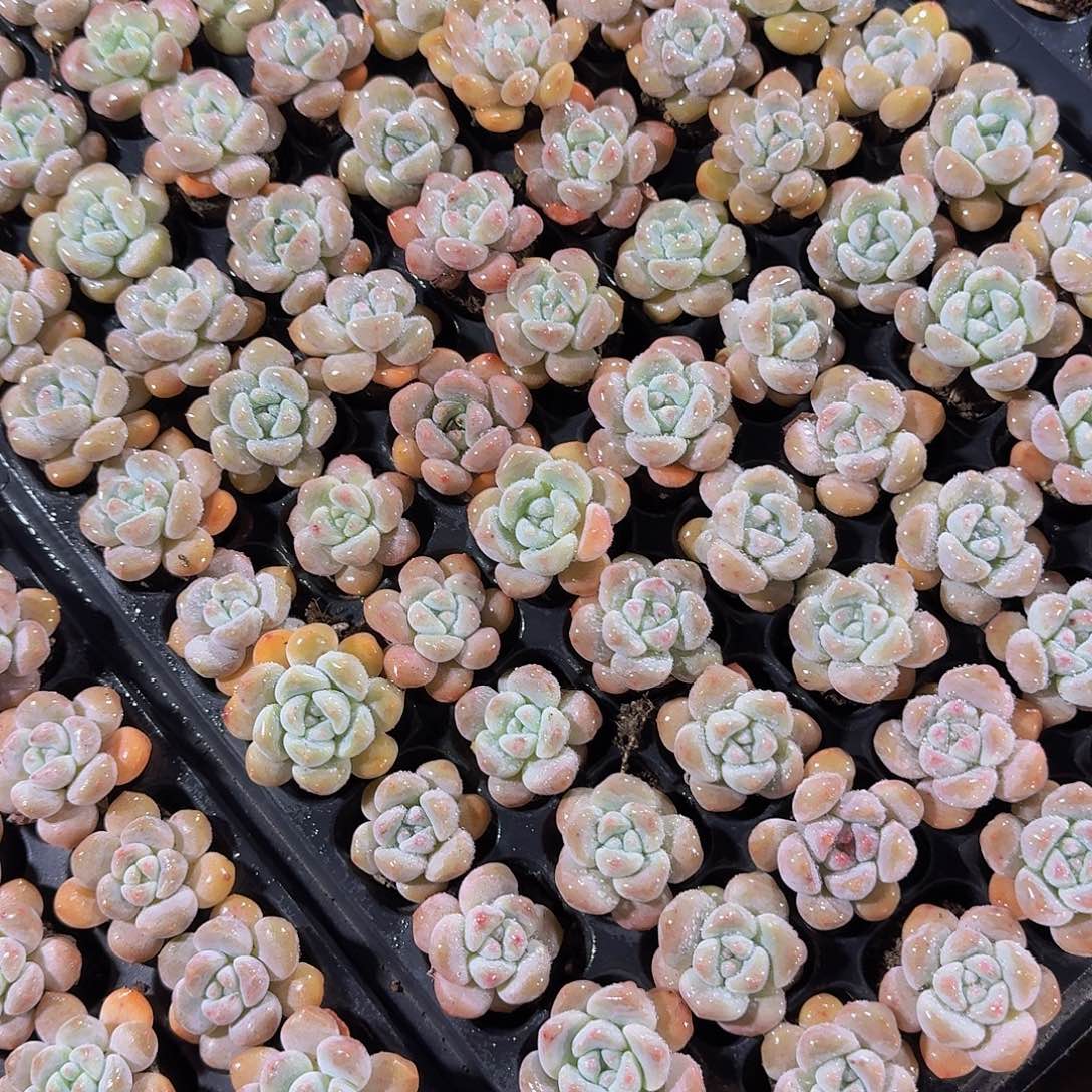 单头奶油葡萄福利15颗