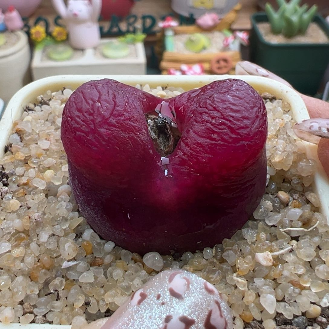 181。优选超毛母本。2.9