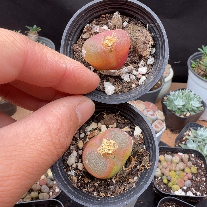 毛汗尼3年开花母本多肉肉锥