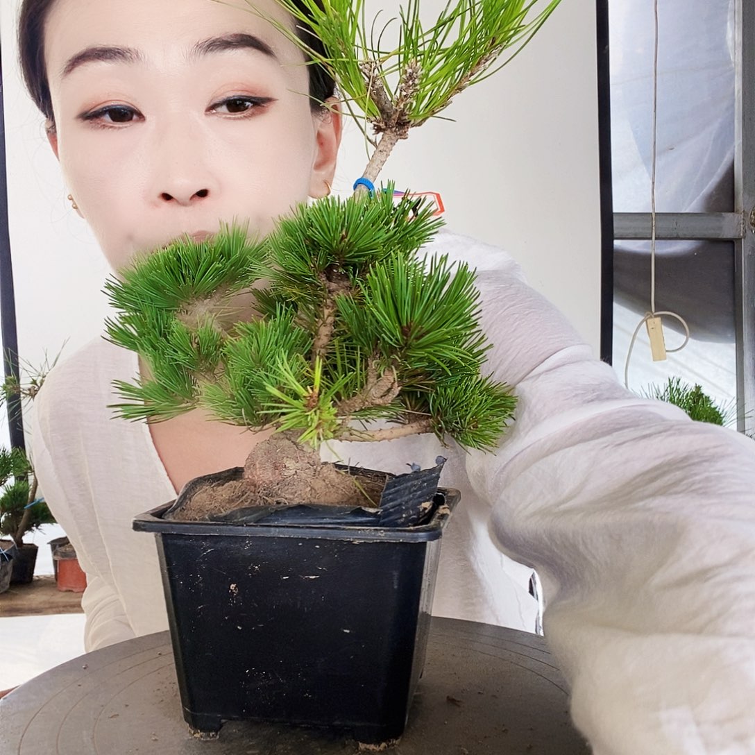 无花朵植物形态多年生草本