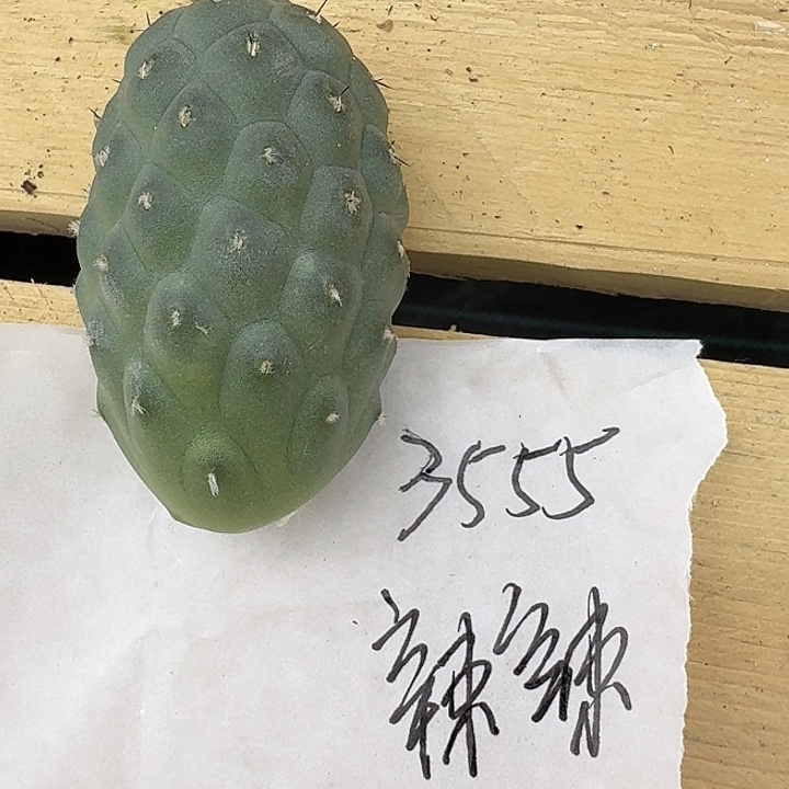 辣****一颗习志野侧芽一颗