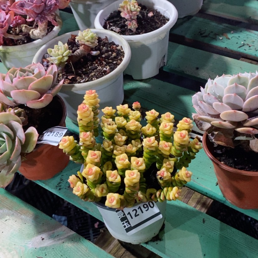 【闪购商品】多肉钱串12190