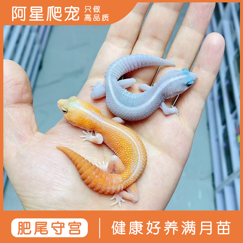 红眼祖鲁