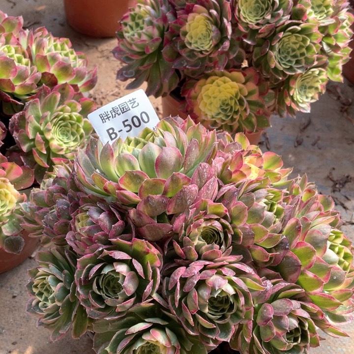 500海王多肉法师福利不包损