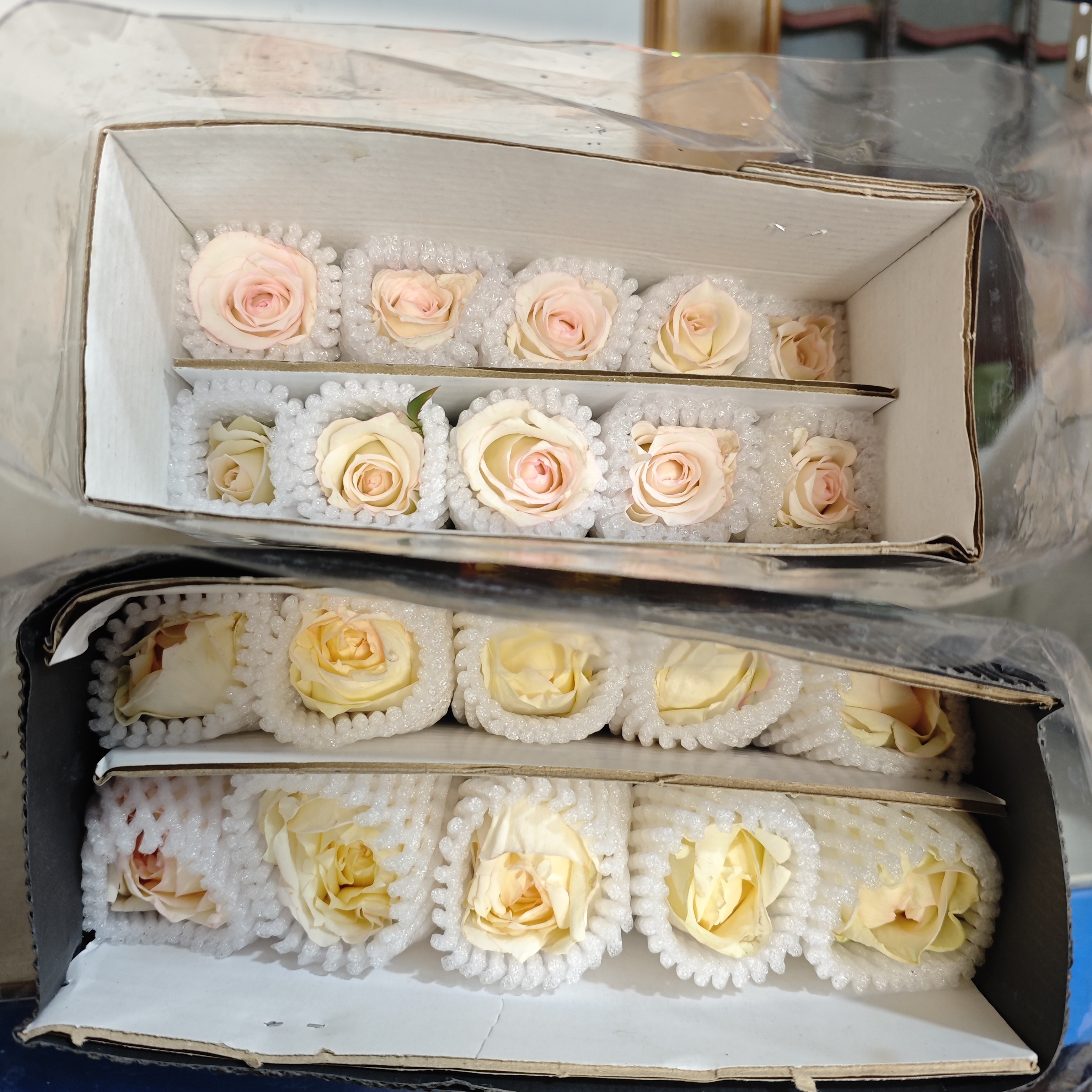 东篱伊丽莎白玫瑰10支+东篱不知名玫瑰10支