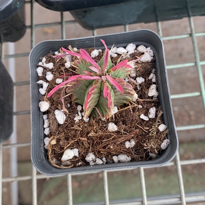 伯克利和格蕾纳等人的作品