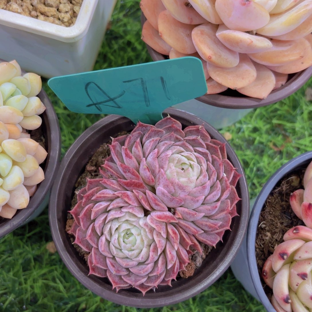 你**一我的小可爱们都好可爱