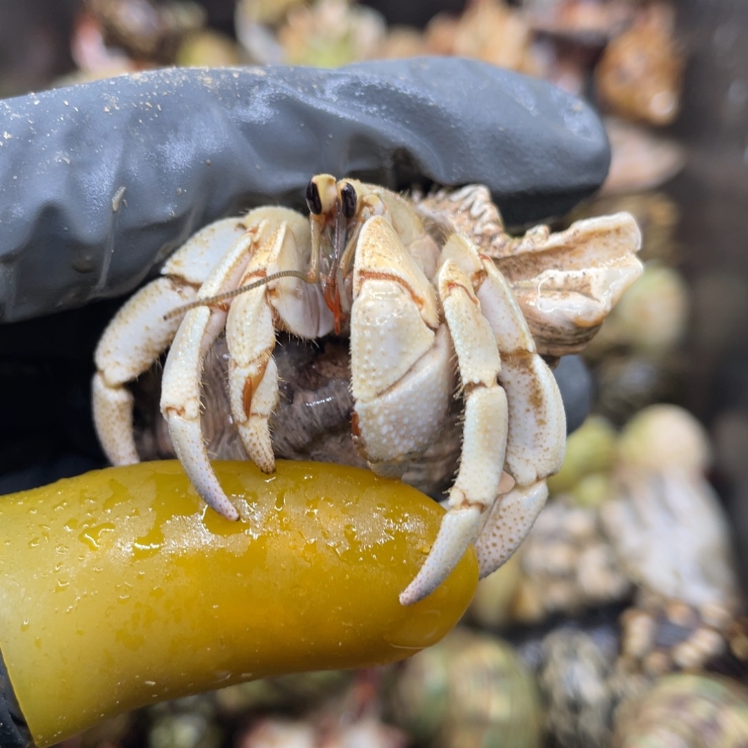 活体宠物不退不换89