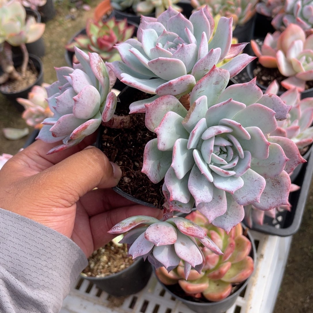 0132  劳雪  六月六