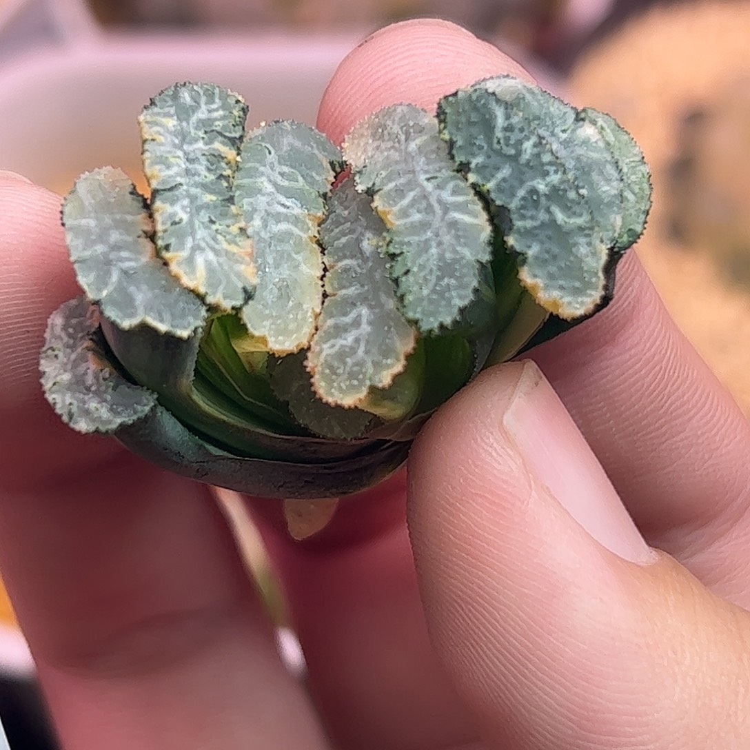 终极蓝杂虞姬锦十二830