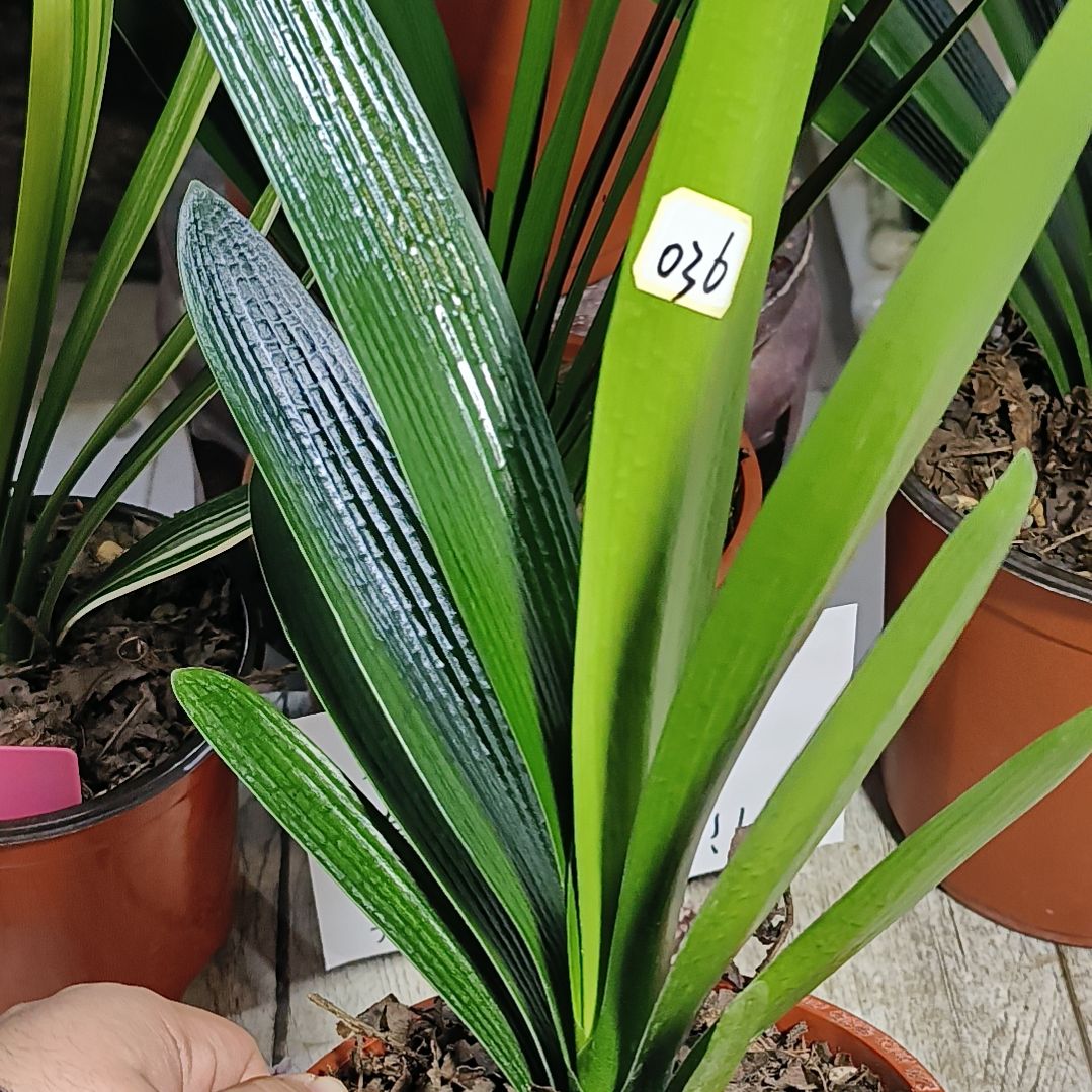 完全开放君子兰默认寄养036