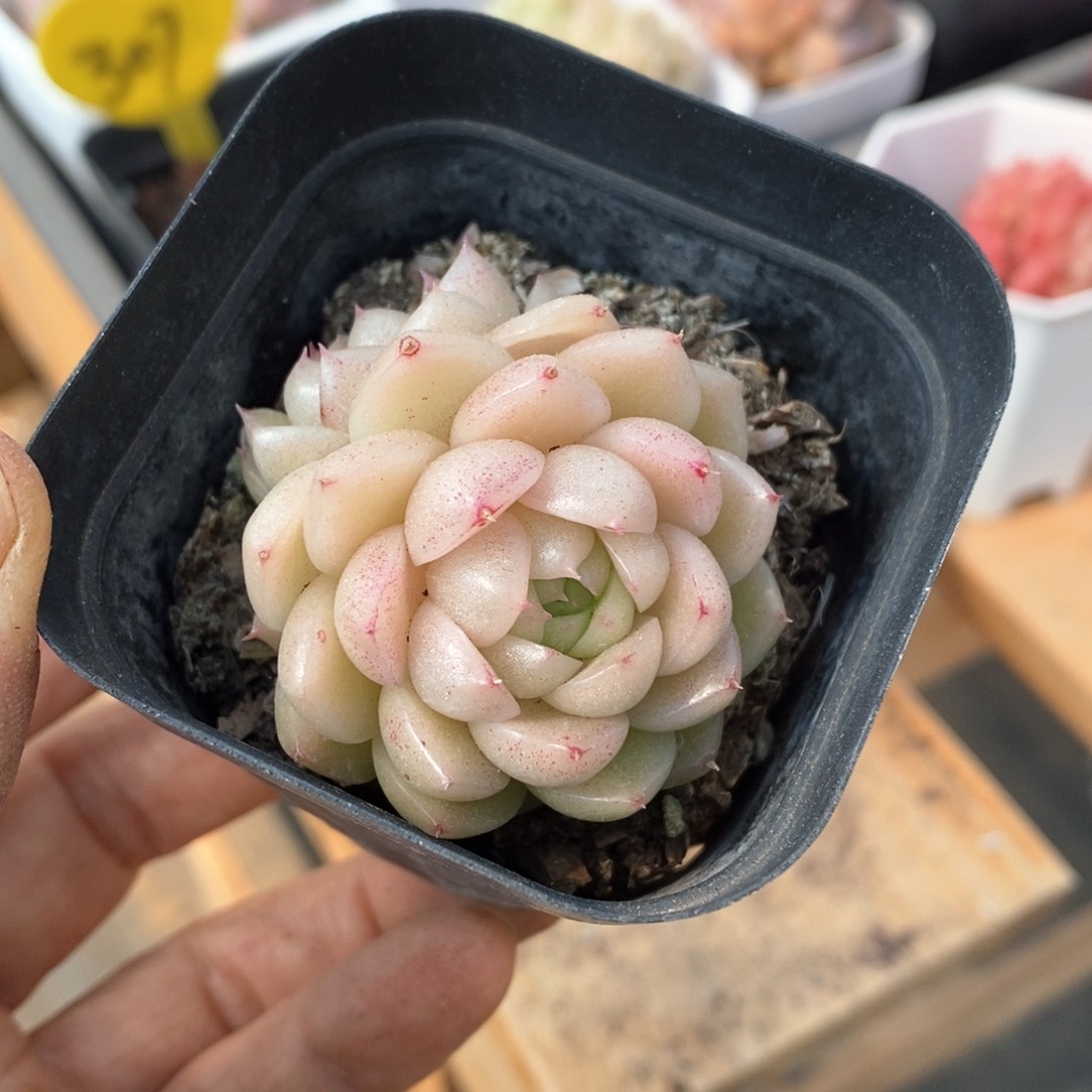 精品多肉一物一拍不包整286