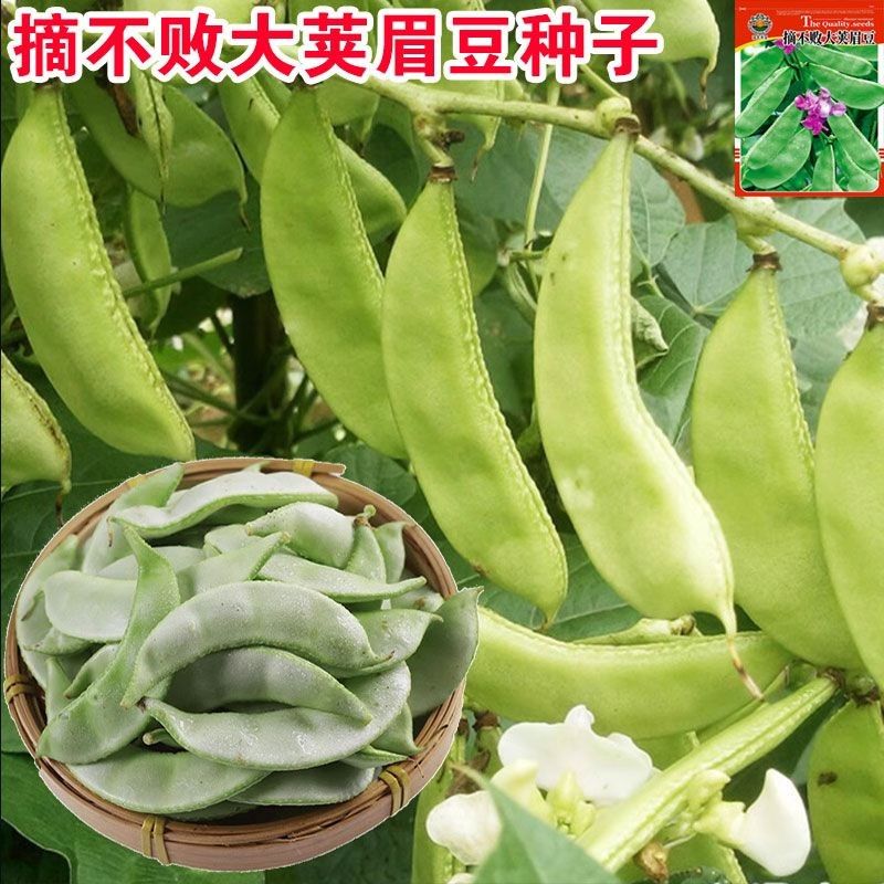四季豆角种子扁豆眉豆绿眉豆蔬菜种子