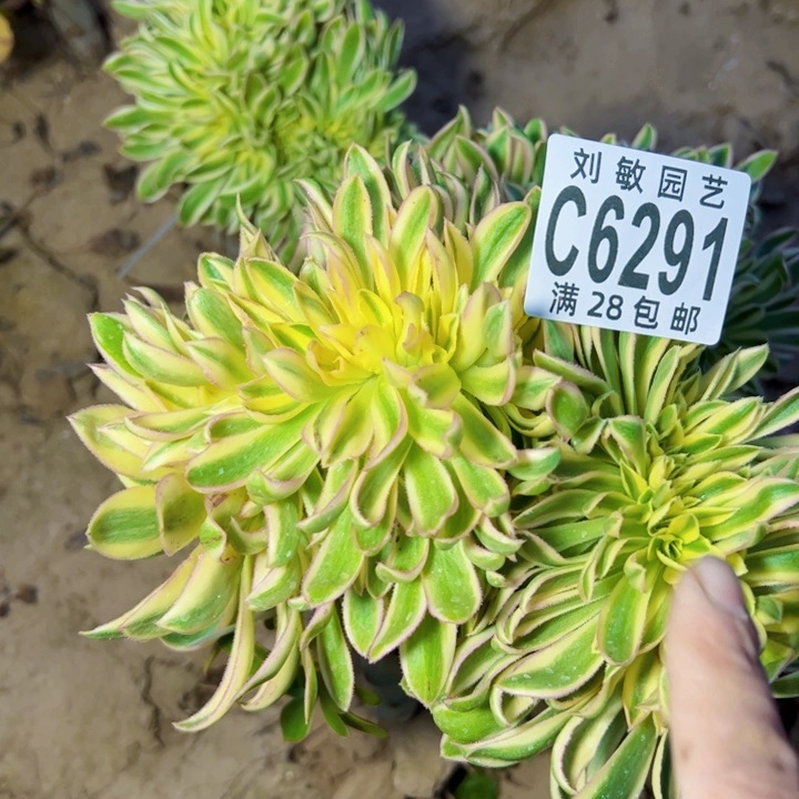 恋*6291无根青莲多肉植物缀