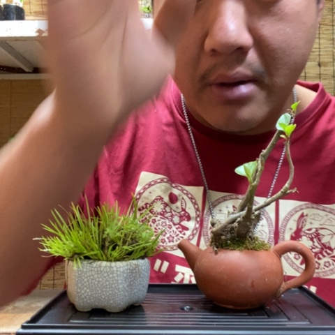 红陶一物一拍所见即所得173