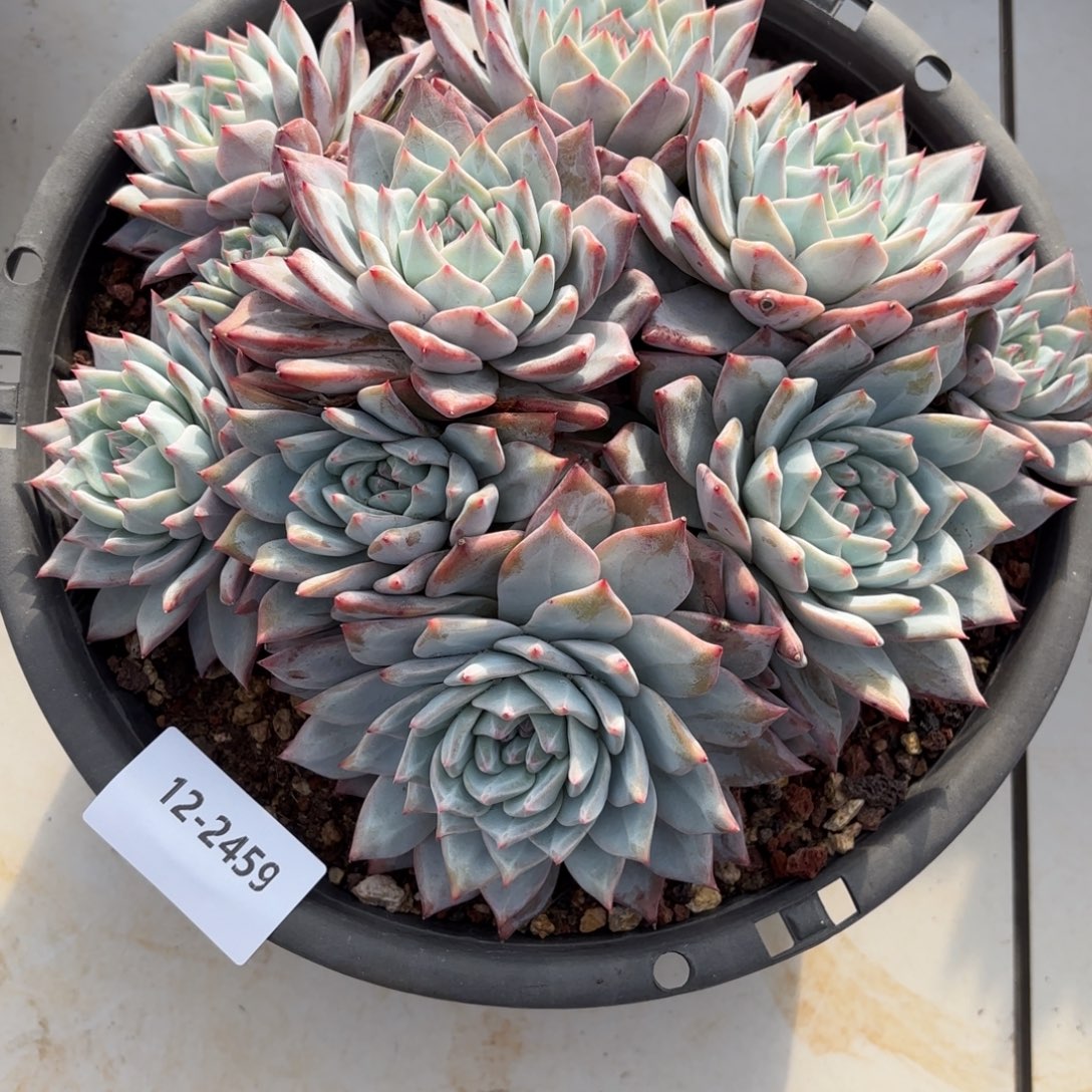 2459粉蓝鸟多肉植物