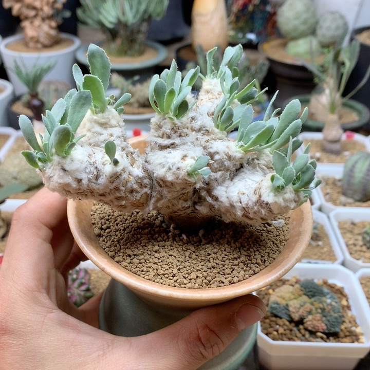 大刨花厚敦菊母本脱土