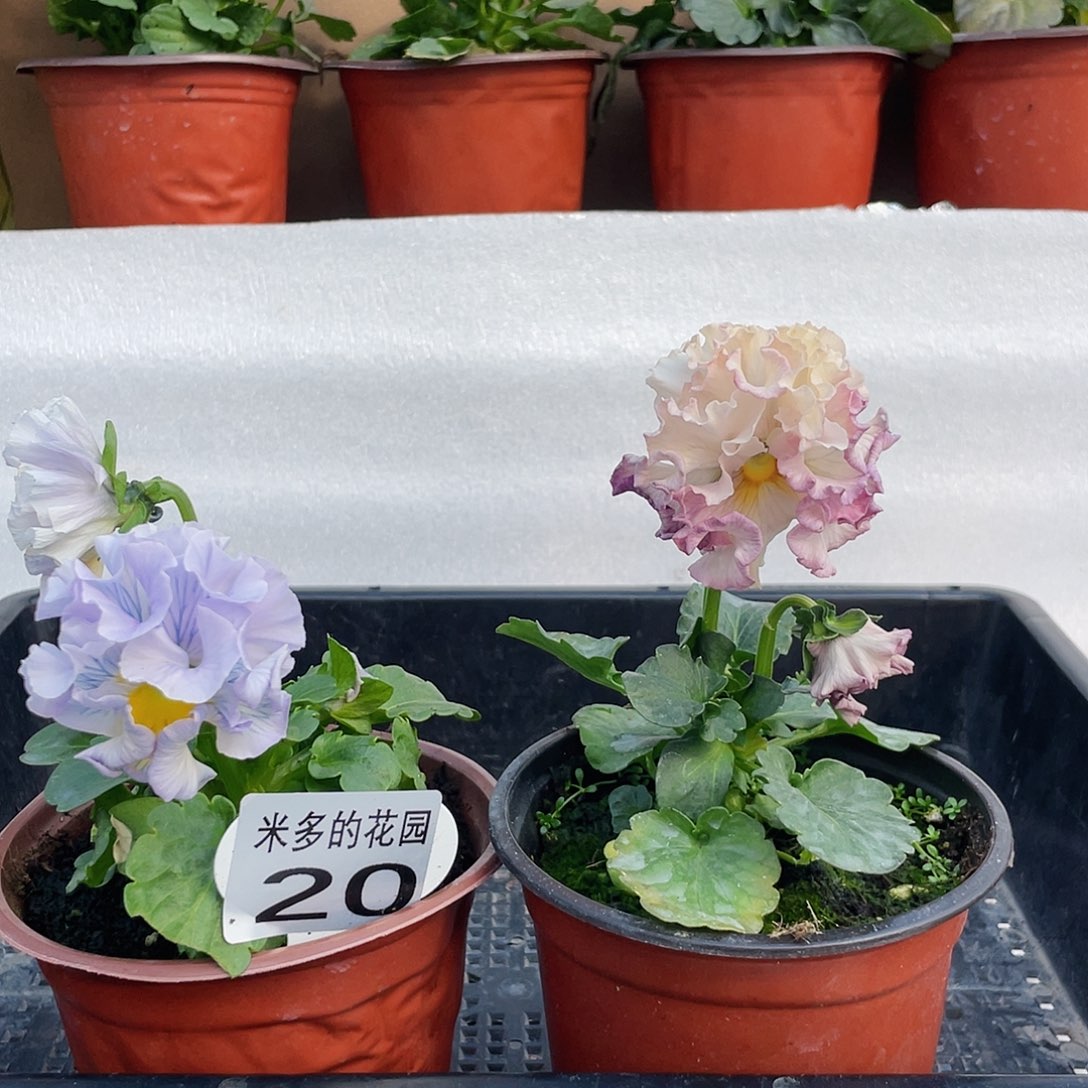 大部分开放少量花苞20