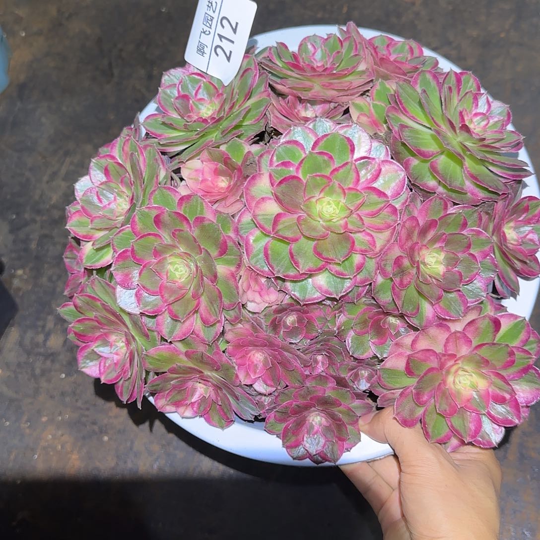 212多肉 粉玉芙蓉法师 有蚧壳虫