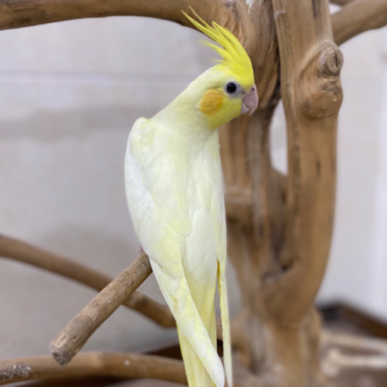 手养鹦鹉 咨询下单 乱拍不发