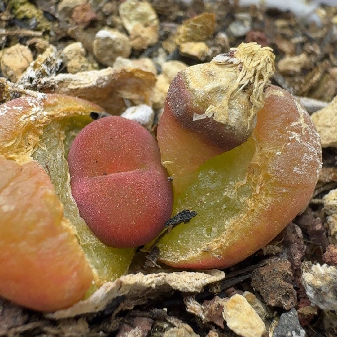 1194带盆土0000000000