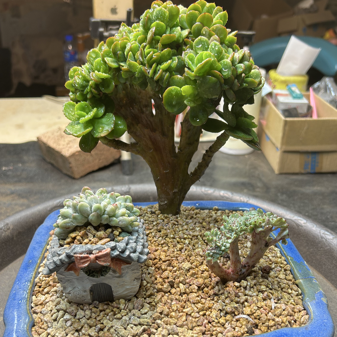 然的多肉植物一物一拍1