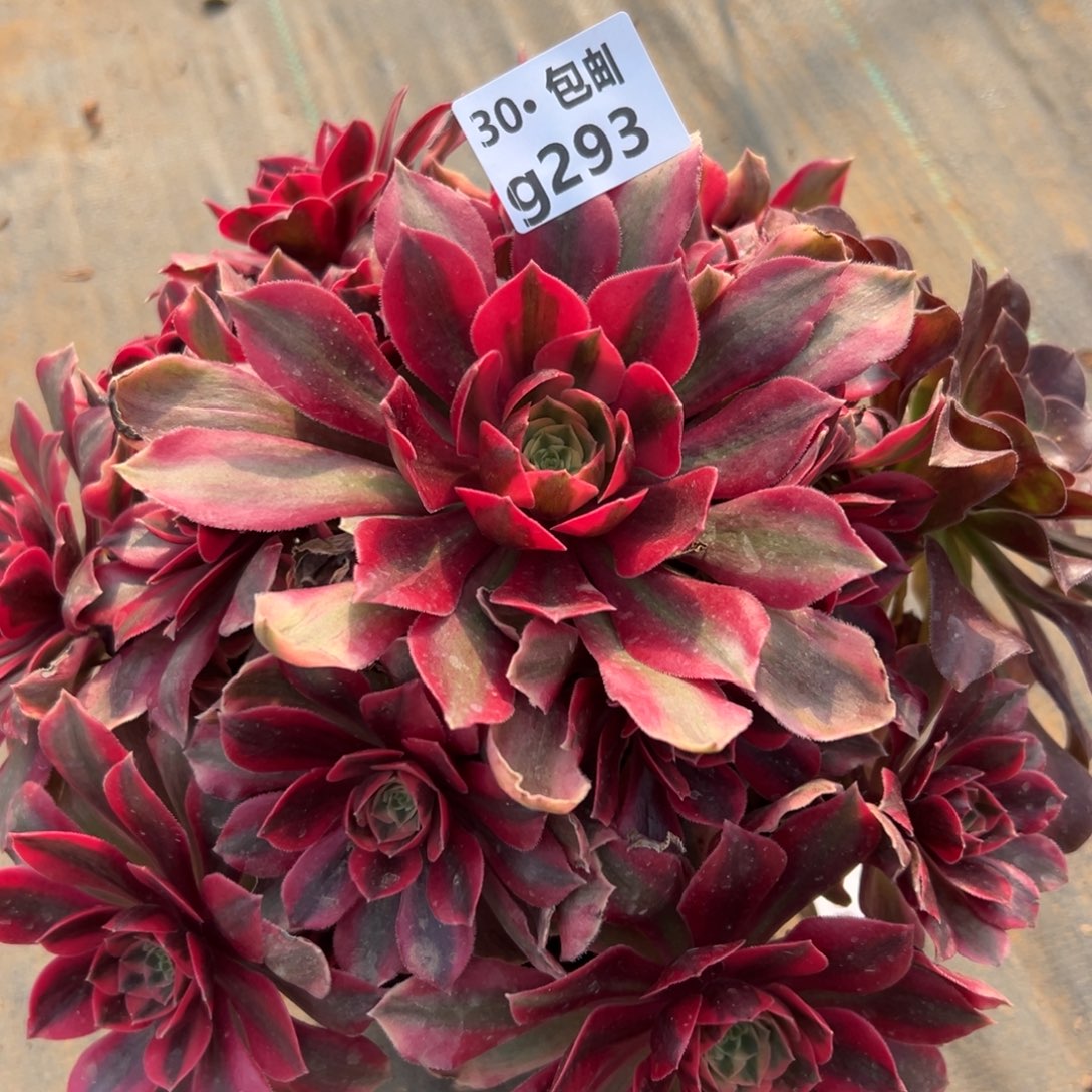 293女妖多肉法师