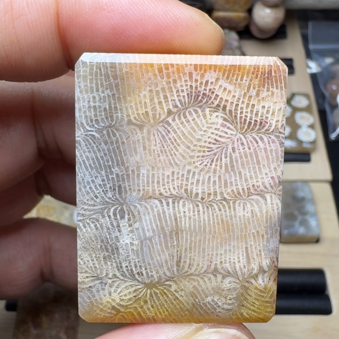 硅化珊瑚（珊瑚玉）未镶嵌纯天然色有机玉石保真色